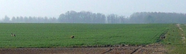 Trois lièvres dans les champs