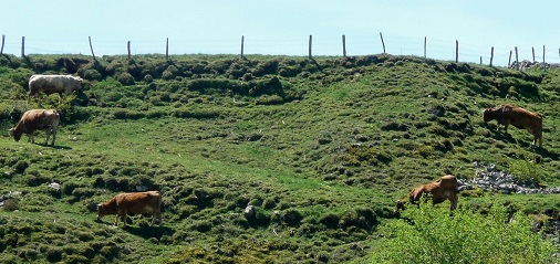 Des vaches sur un versant