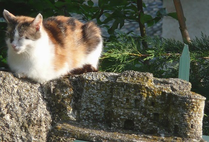 Un beau chat veille sur son château