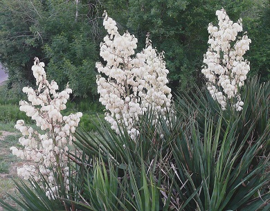 Grandes fleurs blanches