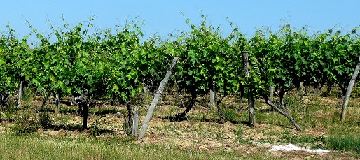 Vignes à Bidalère (1)