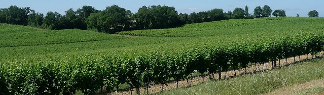 Vignes à Bidalère (2)