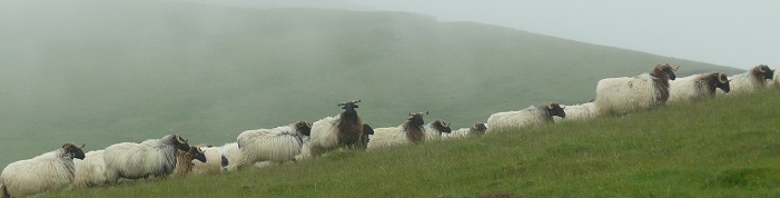 Des moutons et un bélier