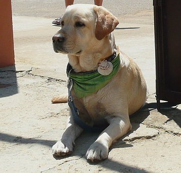 Un chien pèlerin espagnol