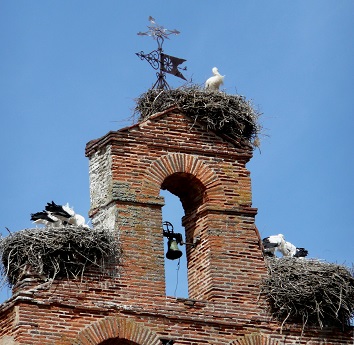 Cigognes installées sur le clocher