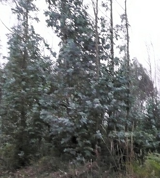Eucalyptus peu après Castañeda