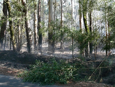 Le bois après le passage de l'incendie