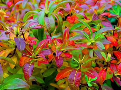 Plantes colorées