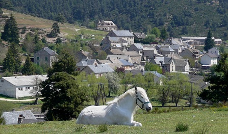 Un cheval blanc devant le village des Estrets
