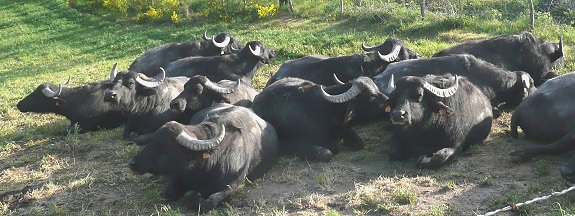 Vaches noires