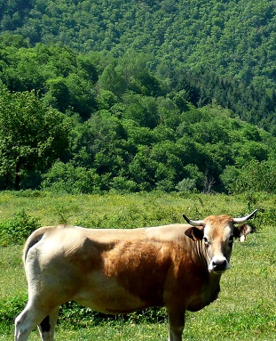 Une vache regarde les pèlerins passer.