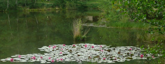 Nénuphars en fleur sur le plan d'eau des Sagnes